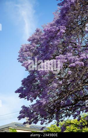 Wunderschöne violette, lebendige Jacaranda in Blüte. Zärtlichkeit. Jacaranda Trees in South Australia, Adelaide. Lila Blüte für den Frühling oder Sommer. Stockfoto