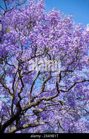 Wunderschöne violette, lebendige Jacaranda in Blüte. Zärtlichkeit. Jacaranda Trees in South Australia, Adelaide. Lila Blüte für den Frühling oder Sommer. Stockfoto