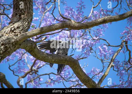 Ein schwarzer Vogel sitzt auf einem Zweig einer blühenden lila Jacaranda vor einem Hintergrund aus Blumen und blauem Himmel, Nahaufnahme Stockfoto