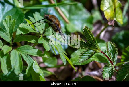 Makro, Seitenansicht Detail einer dunklen Kante oder einer großen Bienenfliege (Bombylius Major), die auf einem Blatt ruht, mit ihrem Proboscis, der an einem hellen Frühlingstag verlängert wird Stockfoto