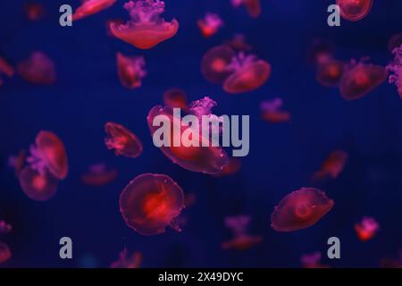 Mediterrane Quallen, Cotylorhiza tuberculata oder Spiegelei-Quallen schwimmen im Aquarium mit roter Beleuchtung des Neonlichts. Wasserorganismen, an Stockfoto