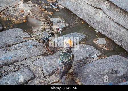 Zwei Sternvögel kämpfen um ein Hühnerstück, das von Touristen im Camden Market, London, weggeworfen wurde Stockfoto