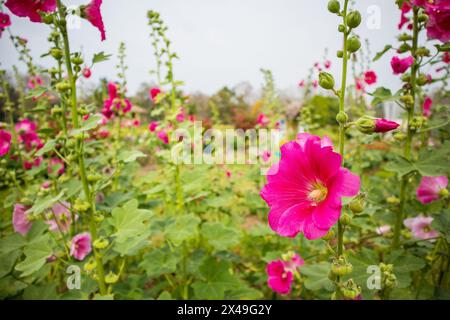 Wunderschöne rosafarbene Blüten Blüten Blüten schmücken den Garten Stockfoto