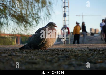 Nahaufnahme einer Taube auf einem Fußweg mit einem Menschen im Hintergrund Stockfoto