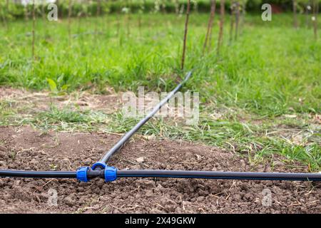 Tropfen Sie Bewässerungsschläuche auf den Boden im Garten. Organisation der Bewässerung eines jungen Obstgartens. Stockfoto