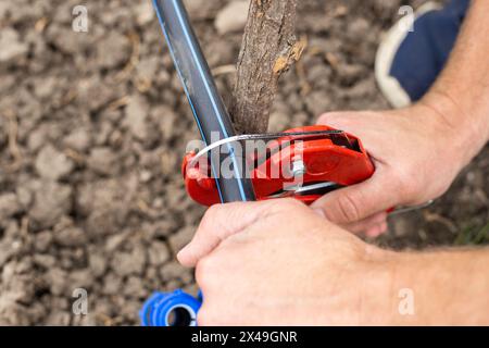 Man schneidet ein Kunststoffrohr mit Rohrschneidern. Installation einer automatischen Tropfbewässerungsanlage für den Garten. Stockfoto