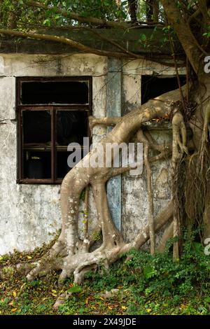 Die Wurzeln eines Banyanbaums schlängeln sich durch ein altes Gebäude und in die ausgebrochenen Fenster. Stockfoto