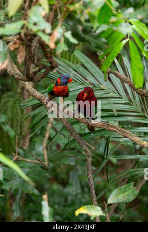 Ein Regenbogenlorikeet und ein roter lory-Barsch nebeneinander auf einem Ast. Stockfoto