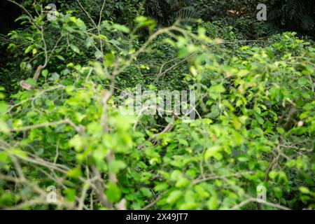 Durch ein Gewirr von Ästen und Blättern über ein Baumkronendach. Stockfoto