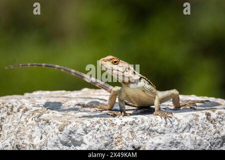 Cyprus Rock Agama, (Stellagama stellio cypriaca) Alert, auf einem Steinpfosten, Neo Chorio, Zypern. Stockfoto