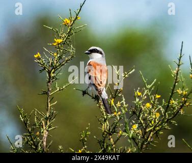 Roter Garnelenbauch (Lanius collurio), der während des Frühlingszuges in einem Sträucher thronte, Neo Chorio, Zypern. Stockfoto