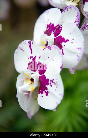 Eine Nahaufnahme der wunderschönen weißen und violetten Harlequin Phalaenopsis Orchideen, die aussehen, als wären sie mit violetter Farbe spritzt. Stockfoto