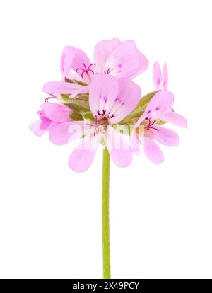 Rosengeranie isoliert auf weißem Hintergrund, Pelargonium graveolens Stockfoto