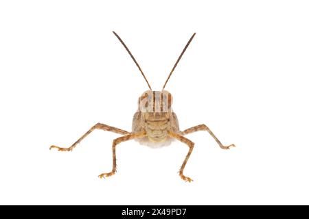 Gewöhnliche Grabgrasschrecken isoliert auf weißem Hintergrund, Acrotylus insubricus Stockfoto