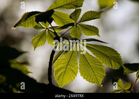 Kastanien und ihre jungen Blätter im Frühling, von der Sonne beleuchtet, Makros Stockfoto