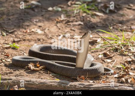 Eine hochgiftige Erwachsene schwarze Mamba (Dendroaspis polylepis) Stockfoto