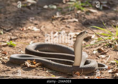 Eine hochgiftige Erwachsene schwarze Mamba (Dendroaspis polylepis) Stockfoto