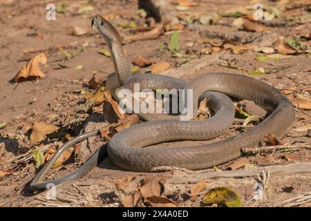 Eine hochgiftige Erwachsene schwarze Mamba (Dendroaspis polylepis) Stockfoto