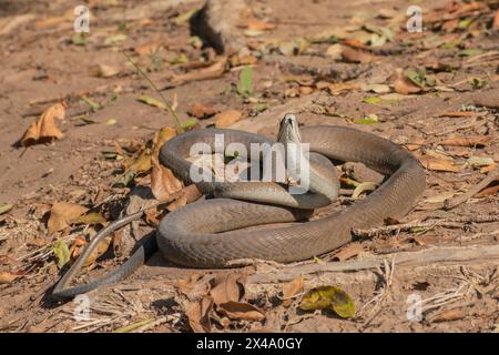 Eine hochgiftige Erwachsene schwarze Mamba (Dendroaspis polylepis) Stockfoto