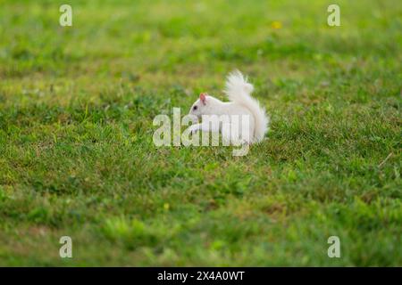 Ein graues Albino-Eichhörnchen im grünen Gras im Stadtpark von Olney, Illinois. Die Stadt ist bekannt für ihre Bevölkerung von weißen Eichhörnchen. Stockfoto