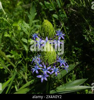 Großaufnahme zweier Köpfe portugiesischer Eichel (Scilla peruviana), die zu blühen beginnen (quadratisch) Stockfoto