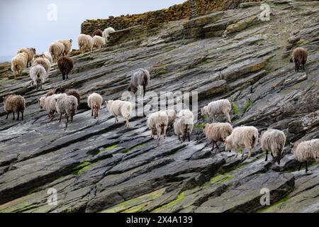 North Ronaldsay Schafe leben hauptsächlich auf Seetang, da sie durch eine Steinmauer um den Rand der Insel an der Küste begrenzt sind Stockfoto