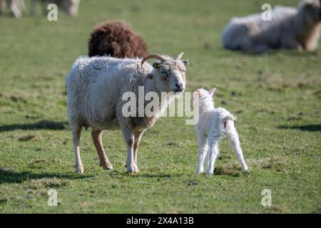 North Ronaldsay Schafe leben hauptsächlich auf Seetang, da sie durch eine Steinmauer um den Rand der Insel an der Küste begrenzt sind Stockfoto