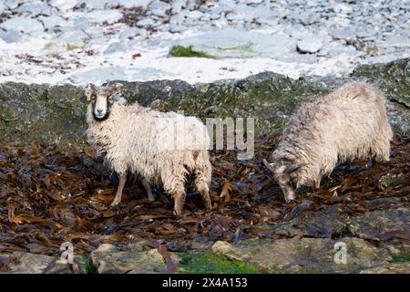North Ronaldsay Schafe leben hauptsächlich auf Seetang, da sie durch eine Steinmauer um den Rand der Insel an der Küste begrenzt sind Stockfoto