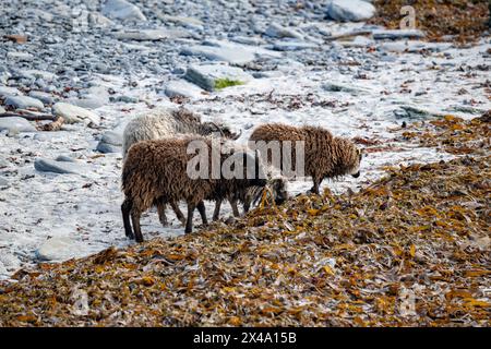 North Ronaldsay Schafe leben hauptsächlich auf Seetang, da sie durch eine Steinmauer um den Rand der Insel an der Küste begrenzt sind Stockfoto