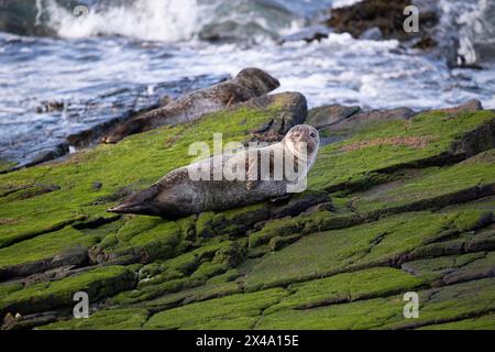 Harbor Seal ist auch bekannt als eine Robbe, die sich auf den Felsen am südlichen Ende der kleinen Insel South Ronaldsay in Orkney in Großbritannien befindet Stockfoto