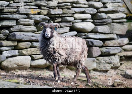 North Ronaldsay Schafe leben hauptsächlich auf Seetang, da sie durch eine Steinmauer um den Rand der Insel an der Küste begrenzt sind Stockfoto