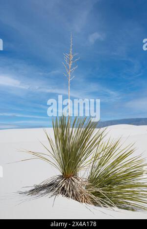 Die Yucca-Anlage, die offizielle Anlage von New Mexico, kämpft in den Gipsdünen des White Sands National Park, Alamogordo, NM, USA, um zu überleben Stockfoto