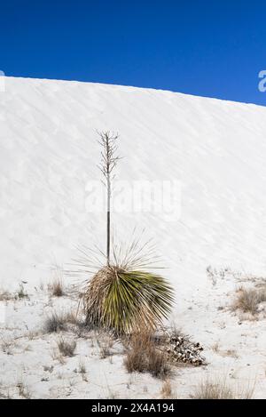 Die Yucca-Anlage, die offizielle Anlage von New Mexico, kämpft in den Gipsdünen des White Sands National Park, Alamogordo, NM, USA, um zu überleben Stockfoto