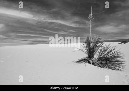 Die Yucca-Anlage, die offizielle Anlage von New Mexico, kämpft in den Gipsdünen des White Sands National Park, Alamogordo, NM, USA, um zu überleben Stockfoto