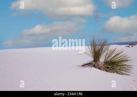 Die Yucca-Anlage, die offizielle Anlage von New Mexico, kämpft in den Gipsdünen des White Sands National Park, Alamogordo, NM, USA, um zu überleben Stockfoto