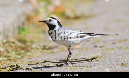 Motacilla alba aka White Bachtail ist zu Fuß im Zentrum der Wohngegend. Stockfoto