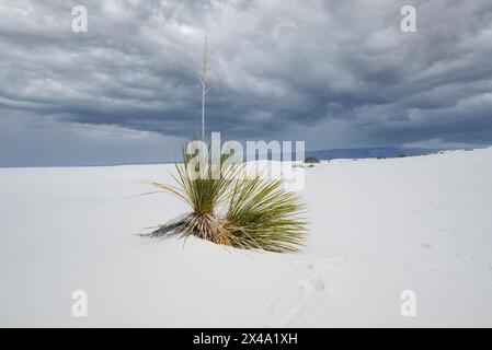 Die Yucca-Anlage, die offizielle Anlage von New Mexico, kämpft in den Gipsdünen des White Sands National Park, Alamogordo, NM, USA, um zu überleben Stockfoto