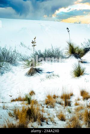 Die Yucca-Anlage, die offizielle Anlage von New Mexico, kämpft in den Gipsdünen des White Sands National Park, Alamogordo, NM, USA, um zu überleben Stockfoto