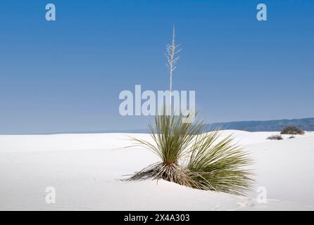 Die Yucca-Anlage, die offizielle Anlage von New Mexico, kämpft in den Gipsdünen des White Sands National Park, Alamogordo, NM, USA, um zu überleben Stockfoto