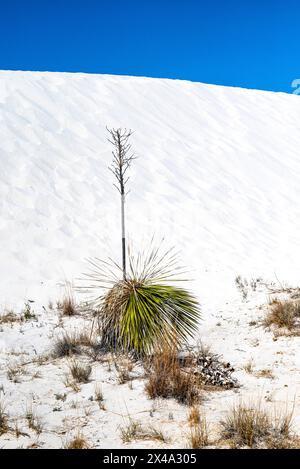 Die Yucca-Anlage, die offizielle Anlage von New Mexico, kämpft in den Gipsdünen des White Sands National Park, Alamogordo, NM, USA, um zu überleben Stockfoto