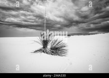 Die Yucca-Anlage, die offizielle Anlage von New Mexico, kämpft in den Gipsdünen des White Sands National Park, Alamogordo, NM, USA, um zu überleben Stockfoto