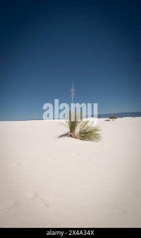 Die Yucca-Anlage, die offizielle Anlage von New Mexico, kämpft in den Gipsdünen des White Sands National Park, Alamogordo, NM, USA, um zu überleben Stockfoto