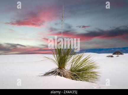 Die Yucca-Anlage, die offizielle Anlage von New Mexico, kämpft in den Gipsdünen des White Sands National Park, Alamogordo, NM, USA, um zu überleben Stockfoto