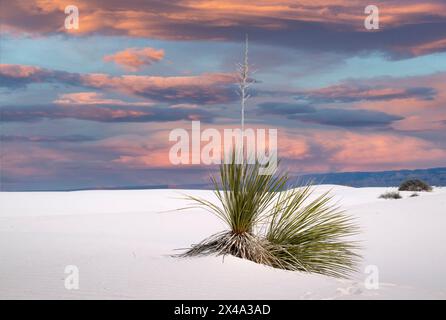 Die Yucca-Anlage, die offizielle Anlage von New Mexico, kämpft in den Gipsdünen des White Sands National Park, Alamogordo, NM, USA, um zu überleben Stockfoto