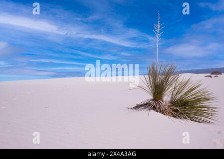 Die Yucca-Anlage, die offizielle Anlage von New Mexico, kämpft in den Gipsdünen des White Sands National Park, Alamogordo, NM, USA, um zu überleben Stockfoto