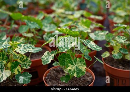 Jungpflanzen von tropaeolum Garden Kapuzinerkresse im niederländischen Gewächshaus, Anbau von essbaren Pflanzen und Blumen, Dekoration für exklusive Gerichte in Premiu Stockfoto