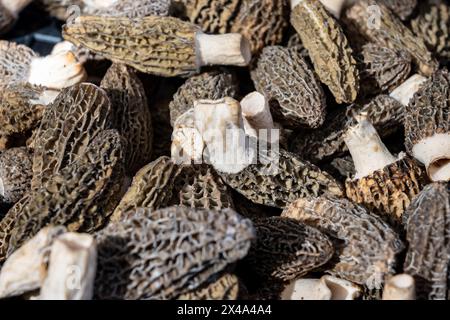 Morchella, echte Morcheln, Gattung der essbaren Sackpilze Frühlingspilze auf dem Portobello Road Food Market am Samstag, Notting Hill, London, Großbritannien, leckere Pilze Stockfoto