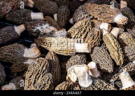 Morchella, echte Morcheln, Gattung der essbaren Sackpilze Frühlingspilze auf dem Portobello Road Food Market am Samstag, Notting Hill, London, Großbritannien, leckere Pilze Stockfoto