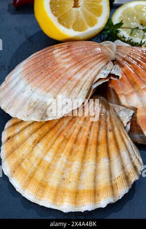 Jakobsmuscheln aus der Atlantikbucht coquille St. James Muscheln, Fang des Tages in der Normandie oder Bretagne, Frankreich auf dem Fischmarkt Stockfoto