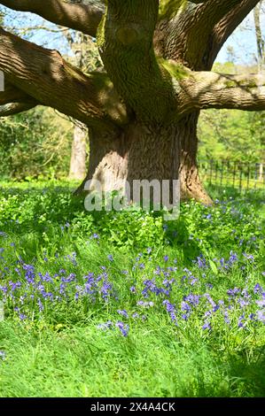 Schöne blaue Frühlingsblumen von englischen Blauglocken, Hyacinthoides non-scripta unter einer Eiche Quercus robur im britischen April Stockfoto